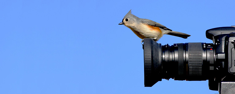 Tufted Titmouse (Baeolophus bicolor) perched on a camera