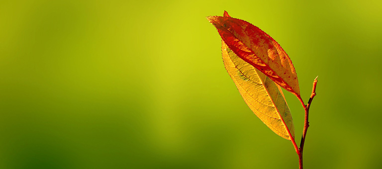 leaves-768-blog2