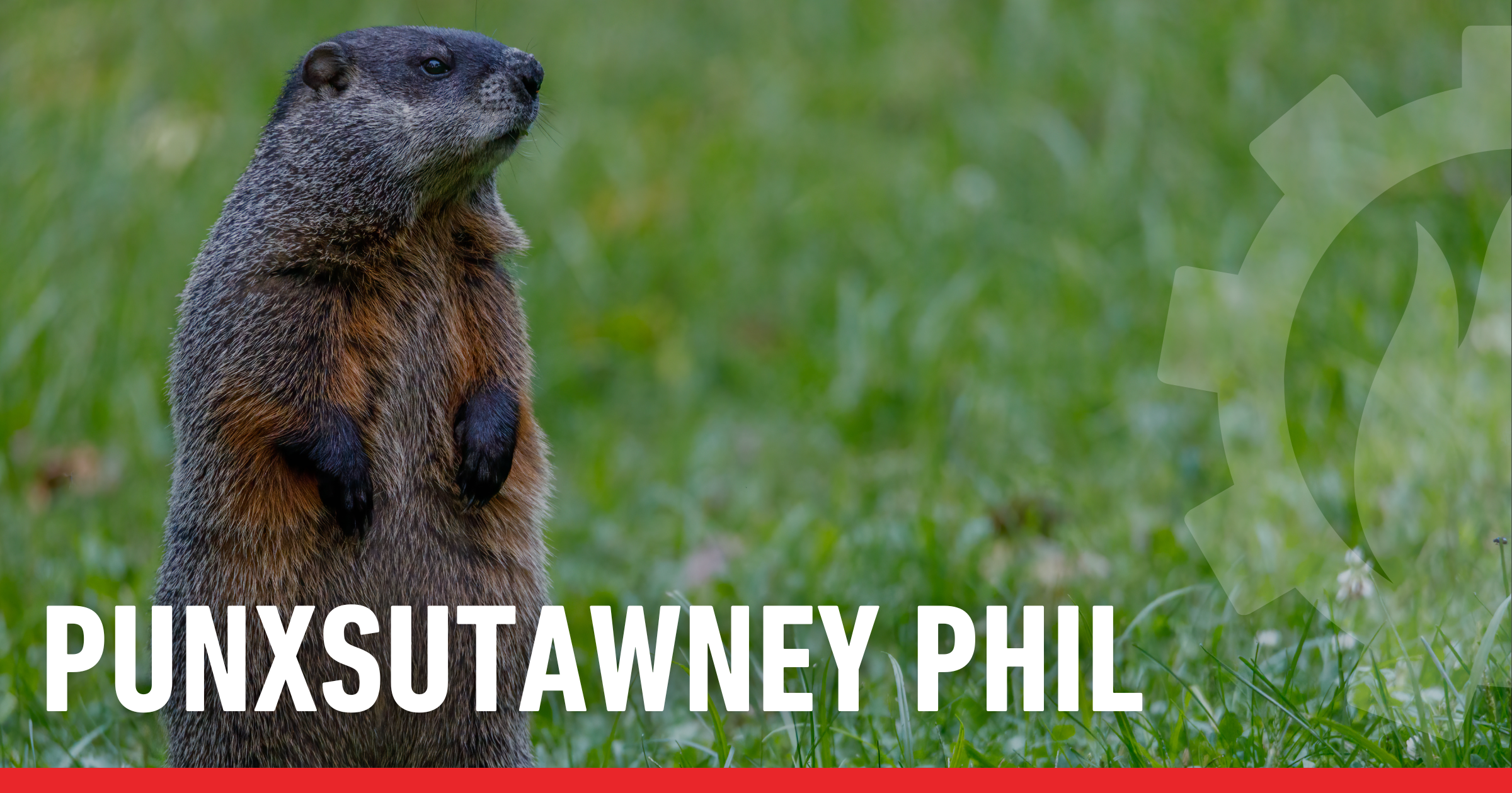 Kowalski Heat Treating blog cover image. Text reads: "Punxsutawney Phil" The image is of a ground hog standing on its back feet looking out over a green field. The Kowalski Heat Treating gear is on the right side of the image.